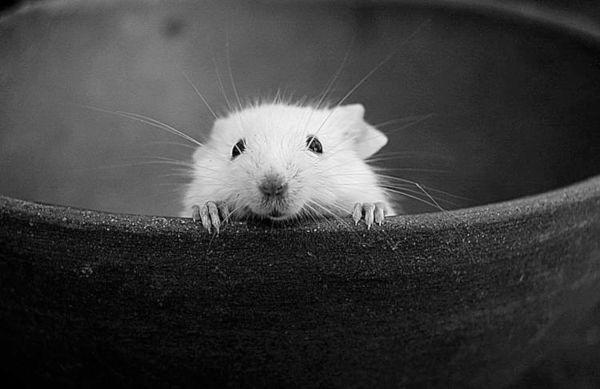 Ratón asomando la cabeza.